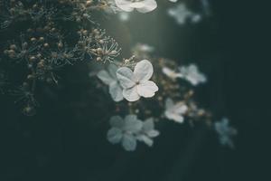 white small flower on the bush in the garden photo