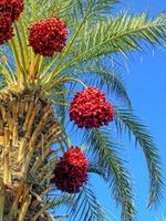 dates growing on a green palm tree on a background of blue sky photo