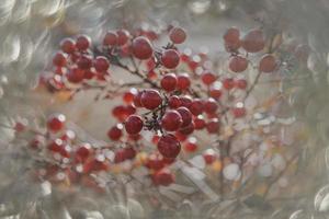 rojo ornamental frutas en el vino en otoño día en puesta de sol y bokeh ligero foto