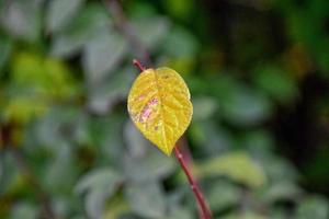 solitario soltero delicado otoño hoja en un natural antecedentes foto