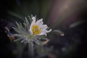 blanco pasque flor creciente en el jardín en el calentar rayos de el primavera Dom foto
