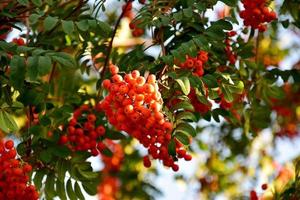 red rowan fruit on the tree among green leaves photo