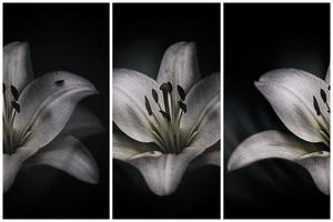 white delicate lily flower on dark background photo