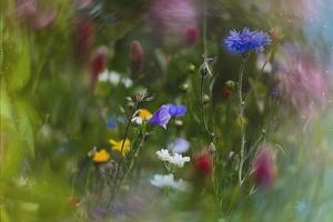 wildflowers in a meadow close-up in europe on a warm summer day photo