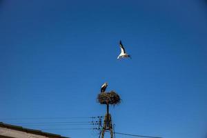 free birds storks on a background of the blue sky in flight fighting for gniazo in the spring photo