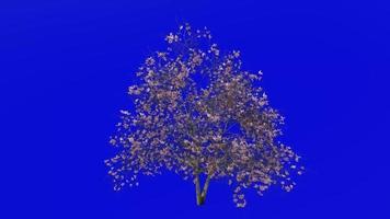 albero animazione - magnolia denudata - giglio - yulan magnolia - verde schermo croma chiave - rosa - grande 1c video