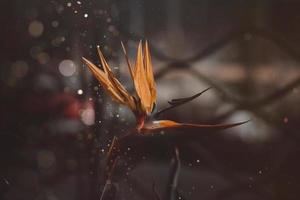 naranja real Strelitzia en el jardín en el calentar rayos de el Dom foto