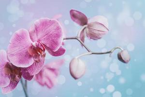 pink delicate blooming orchid on blue bokeh background photo