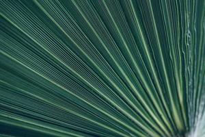 green natural abstract background palm leaf closeup photo