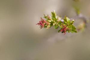 un l pequeño delicado primero primavera brote en un árbol rama foto