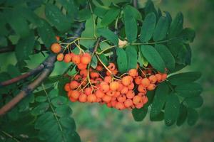 red rowan on the green branch of a tree in the warm rays of the summer sun photo