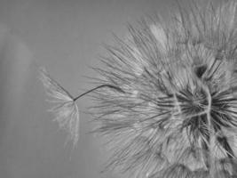 beautiful summer natural flower dandelion in close-up photo