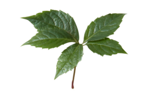 Green leaves isolated on a transparent background png