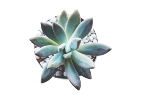 Succulent plant isolated on a transparent background png