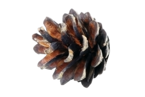 Brown christmas pine cone isolated on a transparent background png