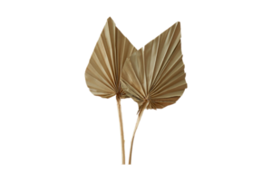 séché feuilles décoratif isolé sur une transparent Contexte png