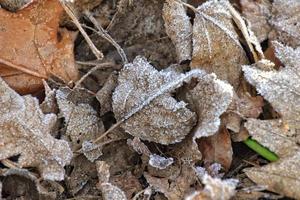 un otoño alfombra de roble hojas cubierto con Mañana escarcha foto