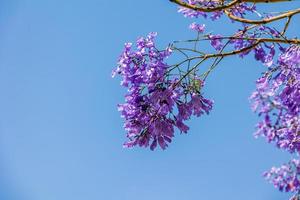 púrpura jacarandá flor mimosifolia en un árbol en un primavera día foto