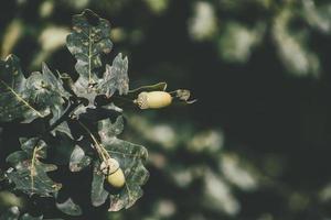 green autumn acorns on the branch of an oak among the leaves photo