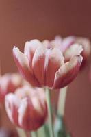 delicate spring yellow-red tulip in close-up on background photo
