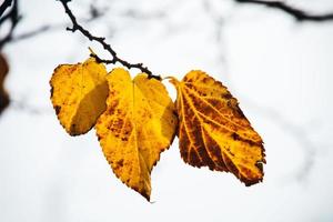 otoño dorado hojas en un árbol en un ligero antecedentes foto