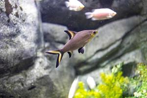 pequeño pescado animal nadando en el acuario de el zoo de zaragoza en España en un oscuro antecedentes foto