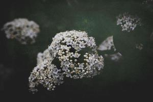 white flower on the bush over green background in close-up in a natural environment spring day photo