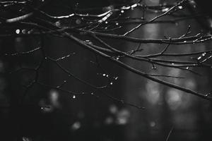 autumn branches of a tree dressed in leaves and raindrops shining in the sun photo