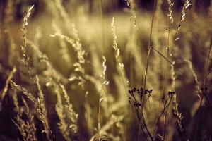 golden summer wild grass in the eternal warm gentle sun photo