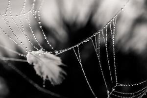 little delicate water drops on a spider web in close-up on a foggy day photo