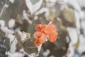 bougainvillea flower in summer sunshine with bokeh natural background photo