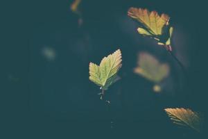 lonely autumn leaf lit by spotting through the sun photo