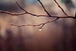 autumn plants with drops of water after the November freezing rain photo