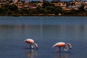 l pájaro blanco-rosa flamenco en un salado azul lago en España en calpe urbano paisaje foto