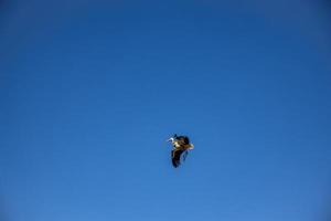gratis salvaje negro y blanco cigüeña en vuelo en contra el antecedentes de el primavera despejado azul cielo foto