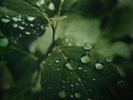 verano planta con gotas de lluvia en verde hojas foto