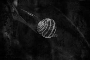 snail in a striped shell sleeping on the original purple plant making the background photo