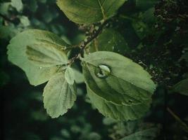 summer plant with raindrops on green leaves photo