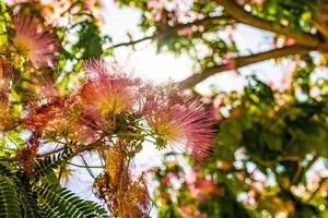 delicate Albizia Julibrissin tree on a warm sunny summer day in close-up photo