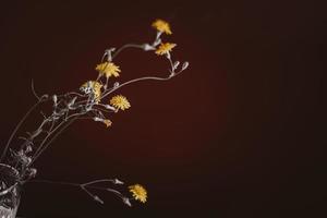 wild yellow flower of a dandelion on an interesting background photo