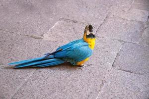 blue big macaw parrot bird in closeup photo