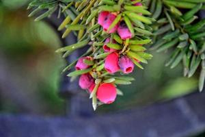red yew fruit on an autumn green bush photo