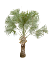 Copernicia hospita palm isolated png