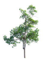 Green Tree Isolated png