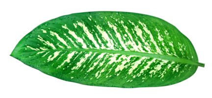 green leaves pattern of Dumb Cane foliage isolated, leaf exotic tropical png