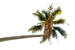 coconut tree bending Isolated png
