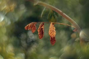 autumn gold brown leaves on a tree on a sunny day with bokeh photo