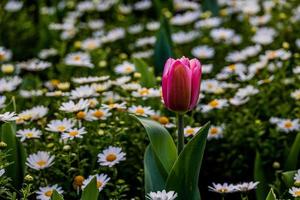 tulipán en un antecedentes de blanco margaritas en un parque jardín en un primavera día foto