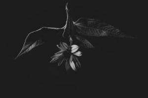 mysterious autumn flower on a black background in a delicate spot light photo