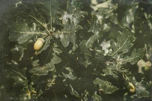 green autumn acorns on the branch of an oak among the leaves photo